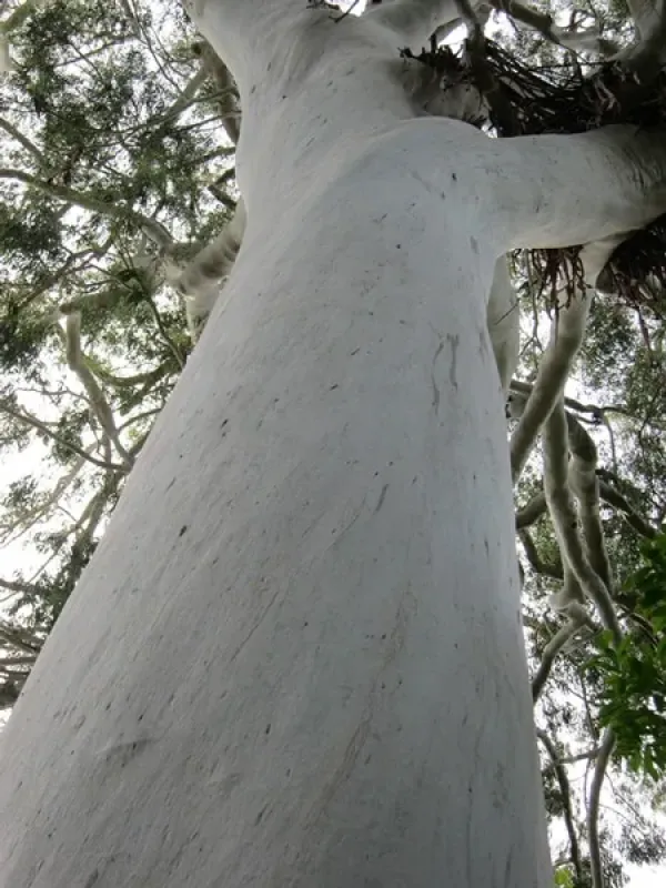 Eucalyptus dorrigoensis