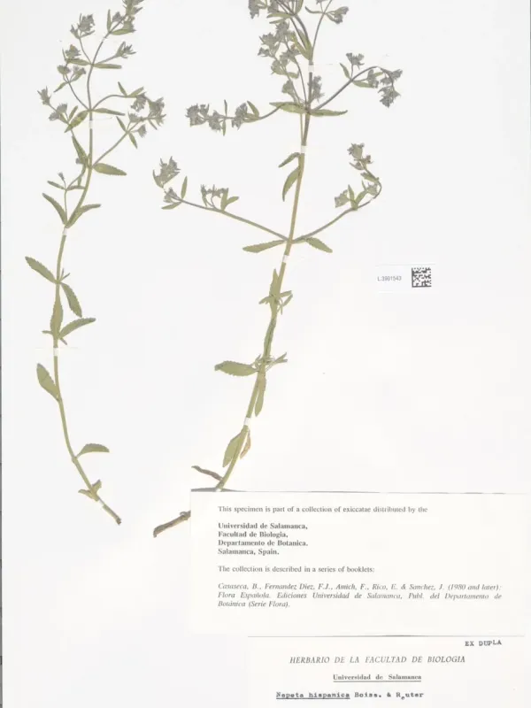 Spanish catnip
