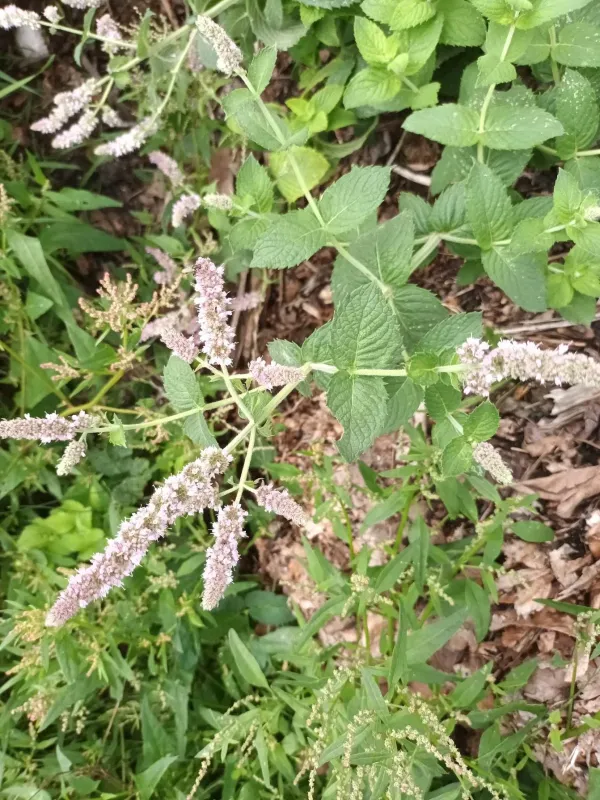 Hairy-veined mint