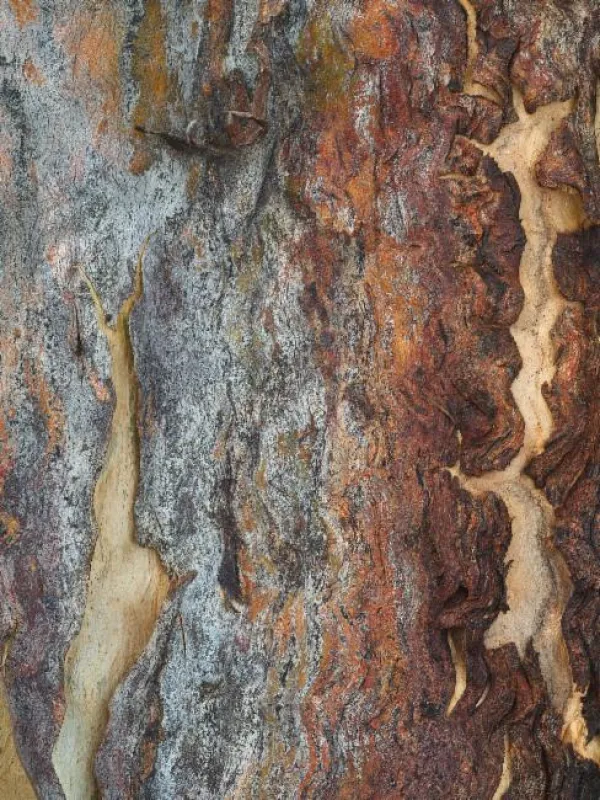 Eucalyptus erythronema