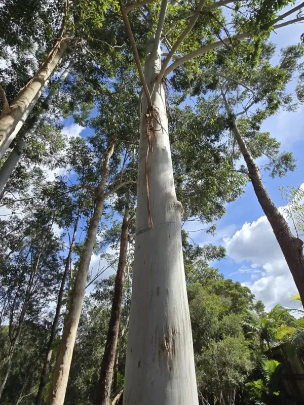 Eucalyptus grandis x camaldulensis