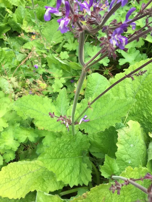 Salvia forskaohlii