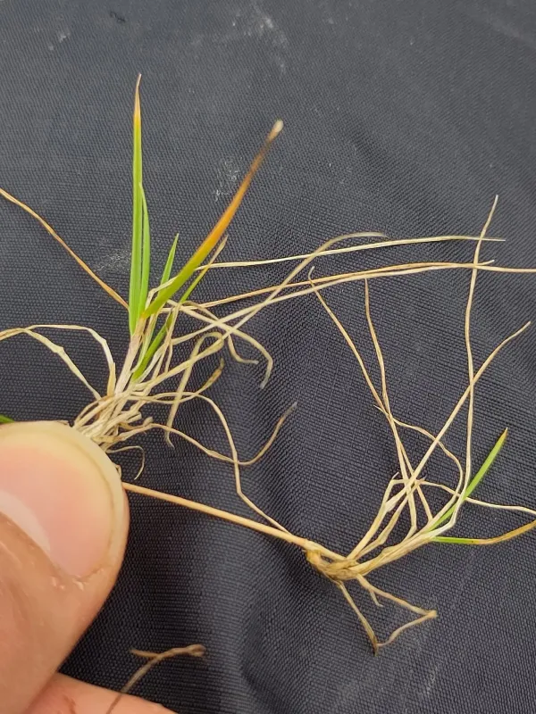 Creeping bentgrass