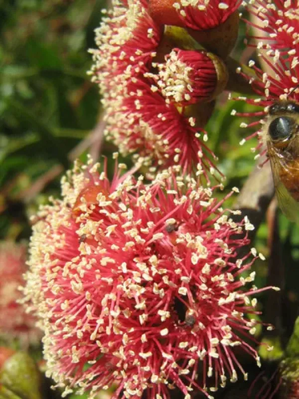Eucalyptus nutans