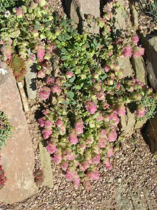 Origanum tournefortii