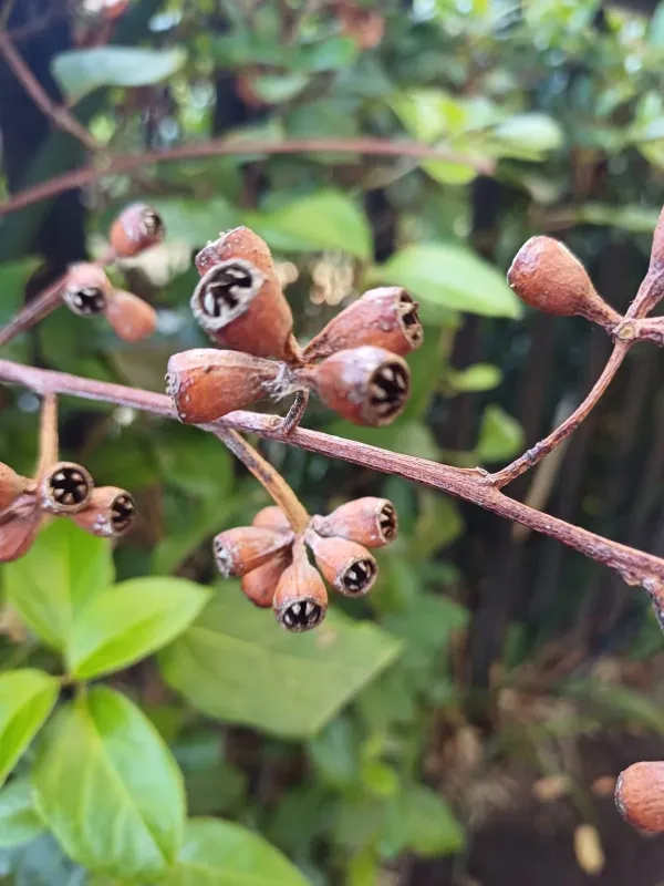 Eucalyptus grandis