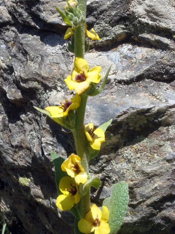 Verbascum conocarpum