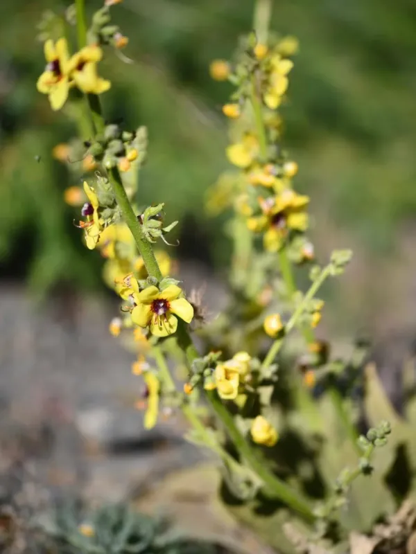Sierra Nevada Mullein