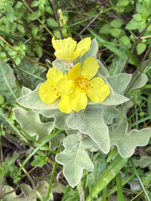 Wavy-leaved mullein