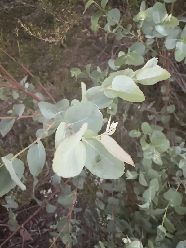 Eucalyptus gunnii