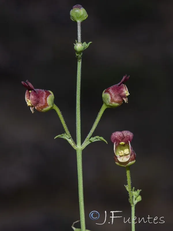 Tansy-leaved figwort