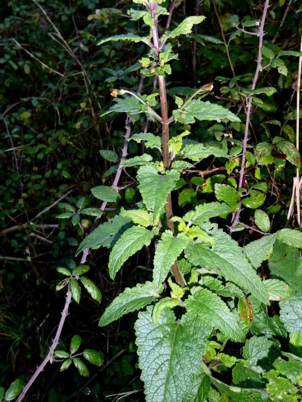 Scrophularia scorodonia