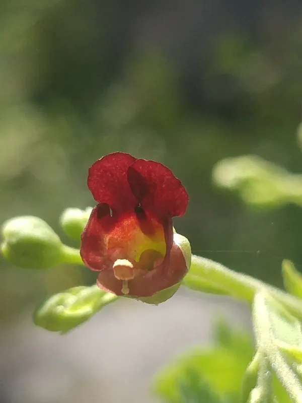 Scrophularia racemosa