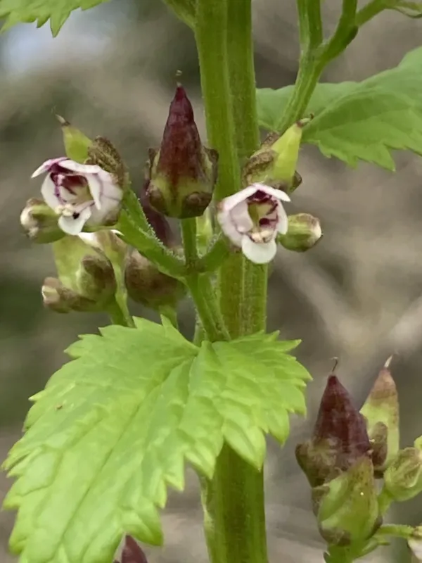 Lowe's Figwort