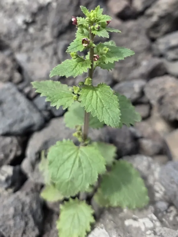 Sharp figwort