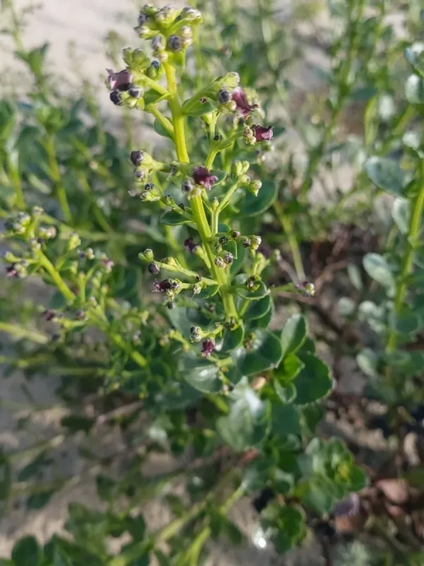 Shrubby figwort