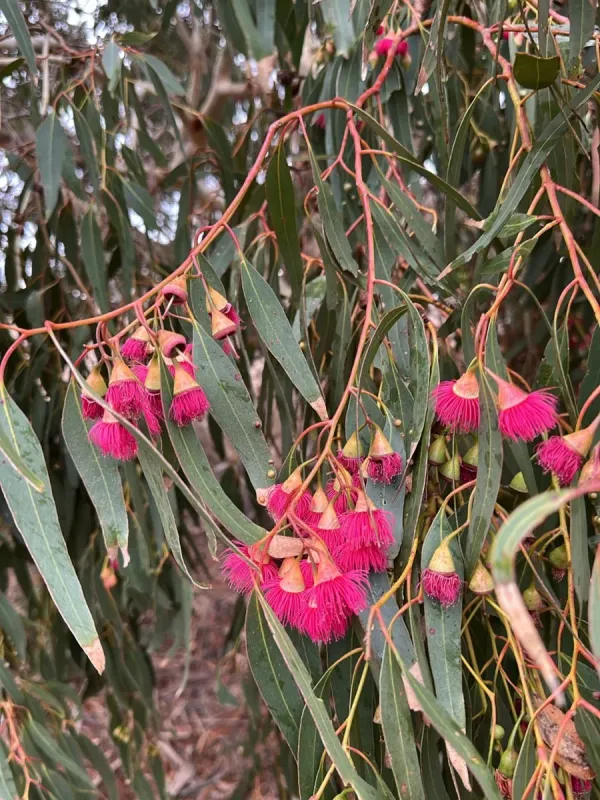 White ironbark