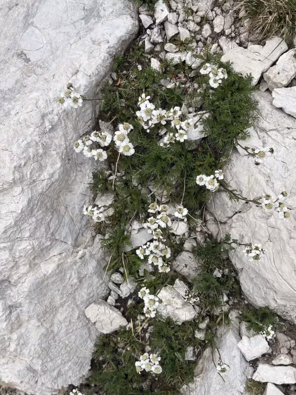 Achillea atrata