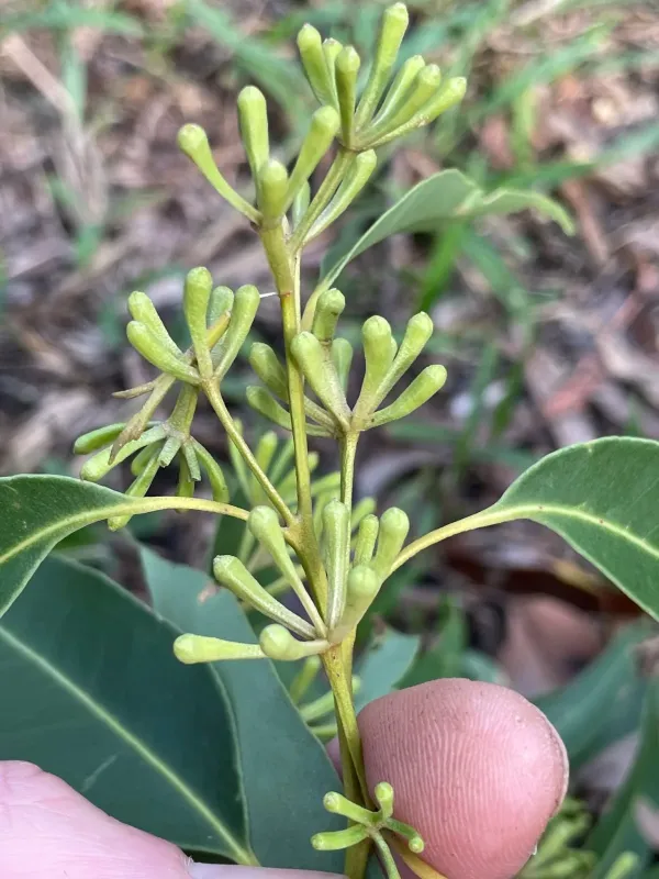 Эвкалипт микрокорис