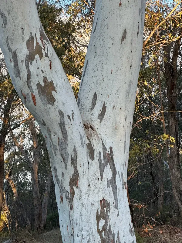 Eucalyptus mannifera