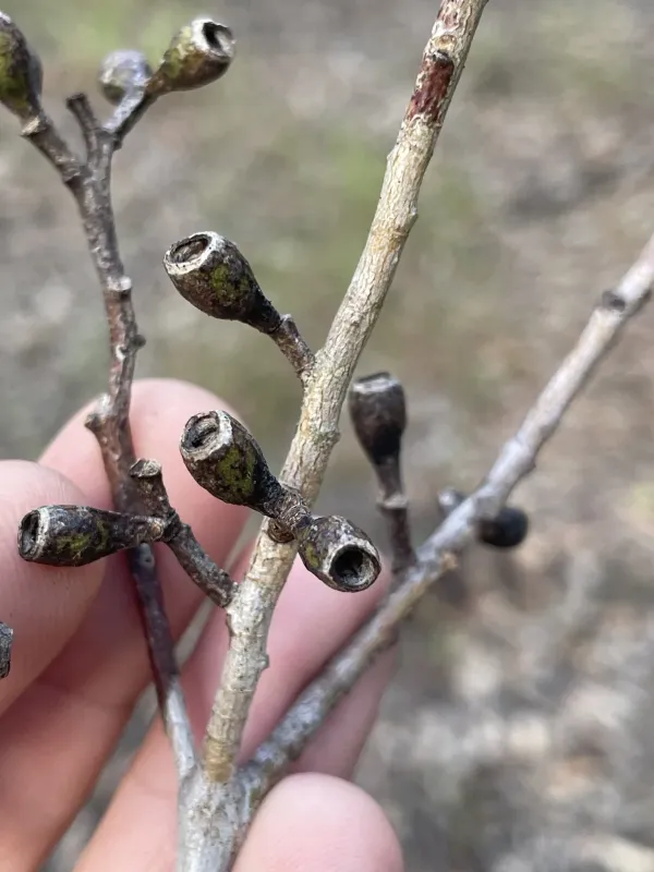 Eucalyptus moluccana