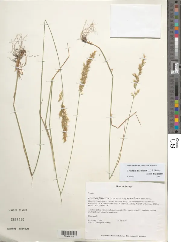 Trisetum splendens