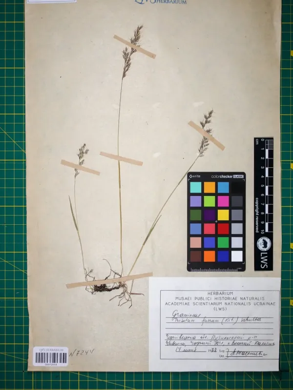 Brown oat-grass
