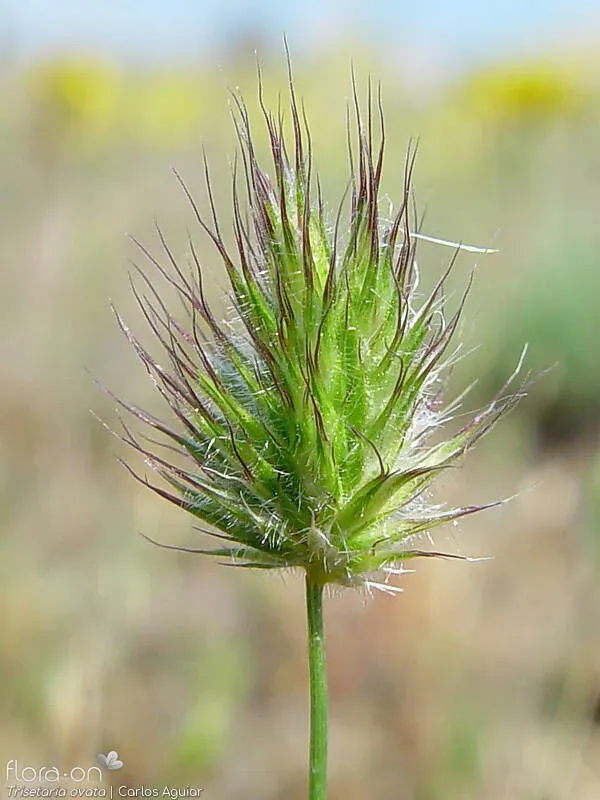 Trisetaria ovata