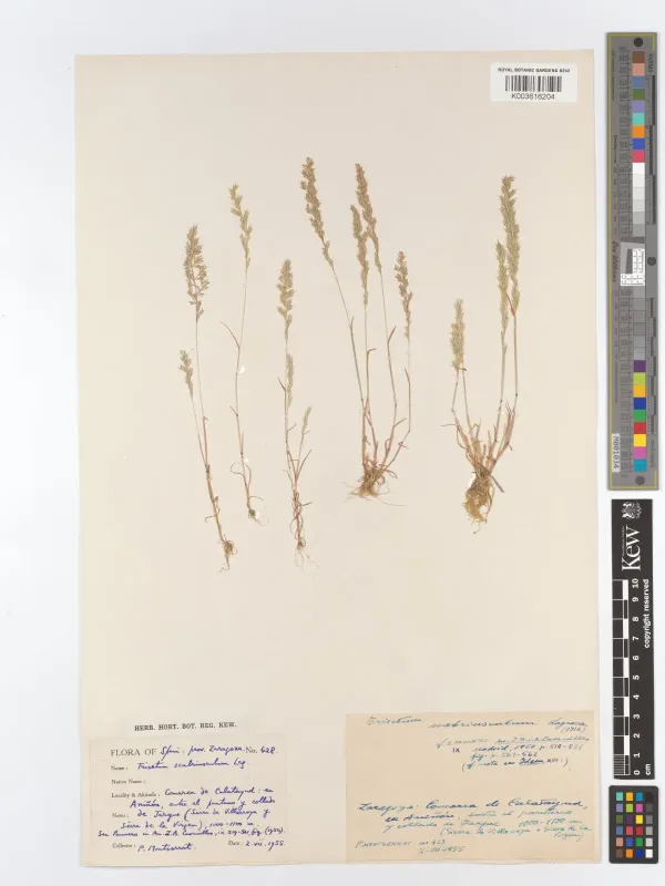 Trisetaria scabriuscula