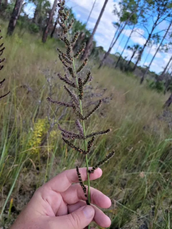 Echinochloa paludigena