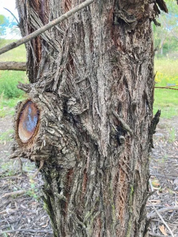 Yellow Stringybark