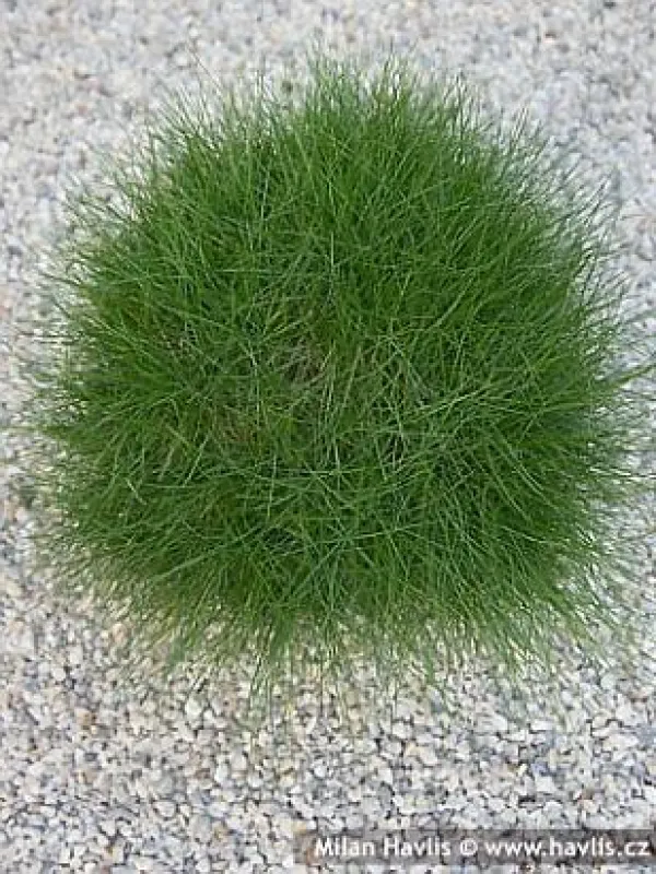 Alpine fescue