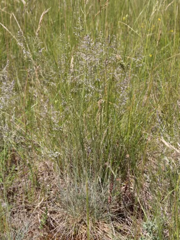 Festuca marginata