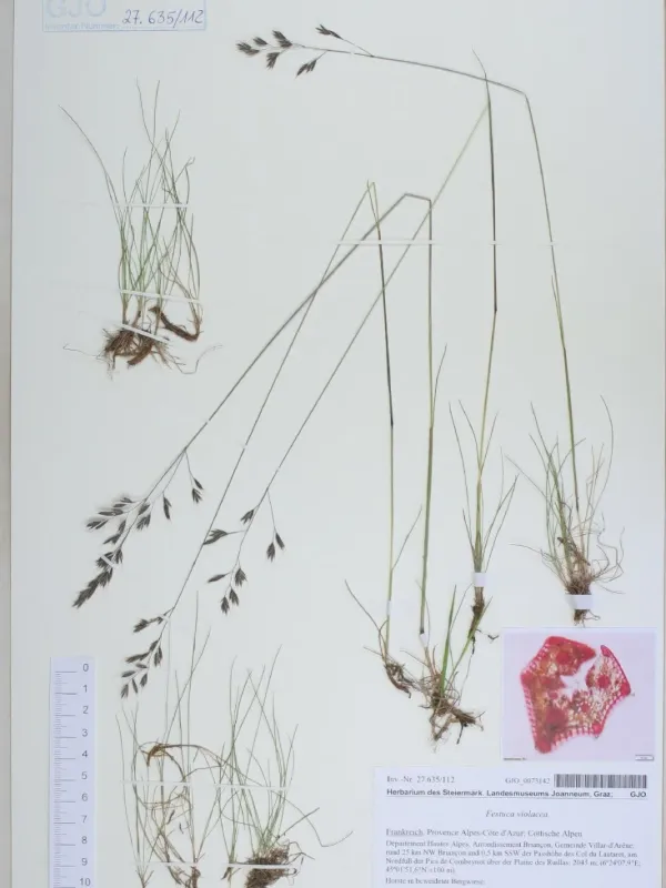 Violet fescue