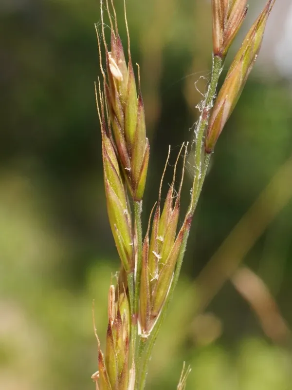 Hard fescue