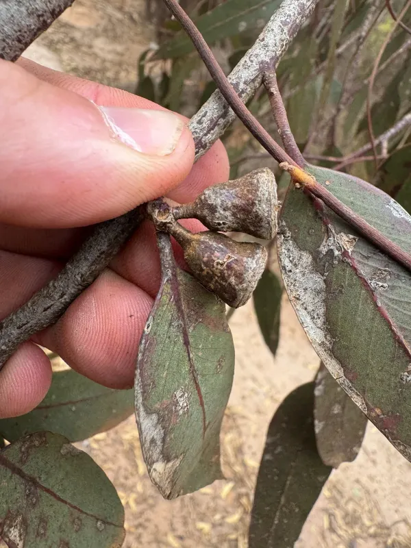 Eucalyptus occidentalis