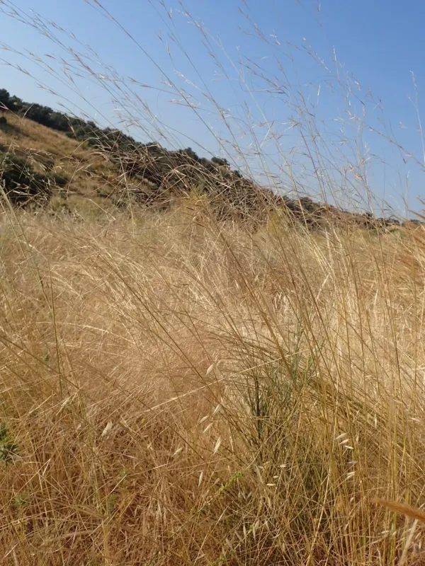 Lagasca's needle grass