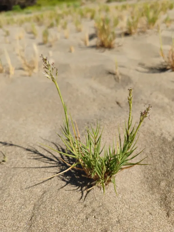 Sporobolus pungens
