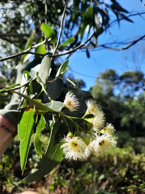 Eucalyptus paniculata