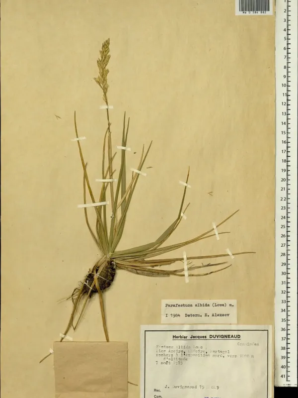 White Festuca