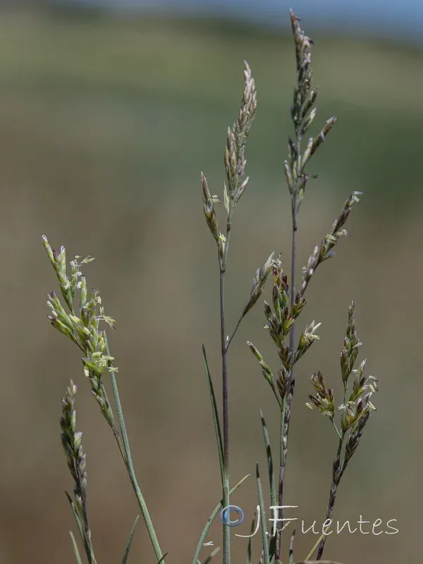 Spanish alkaligrass