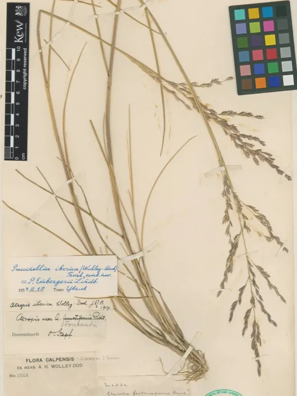 Puccinellia iberica