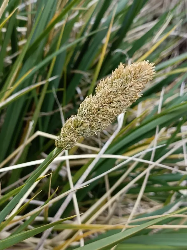 Tussock grass