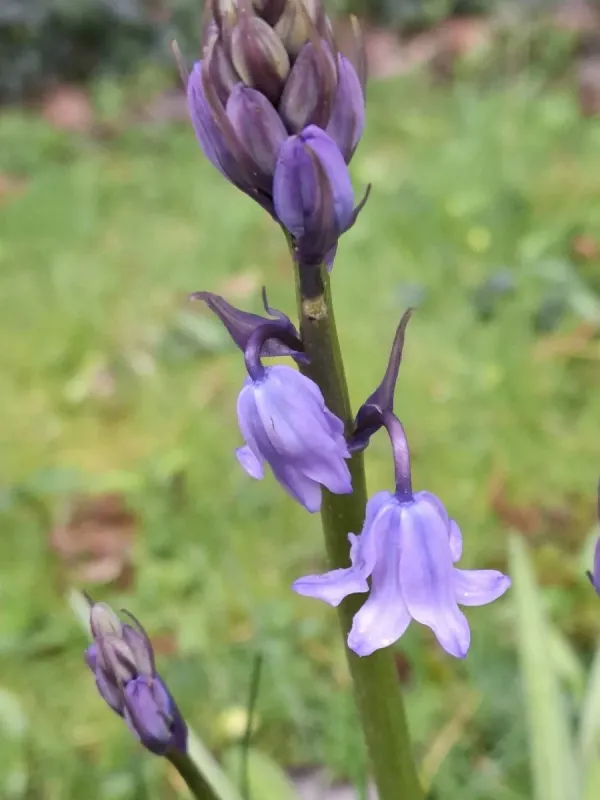 Massart's bluebell