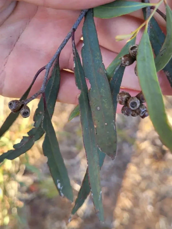 Blue Mallee