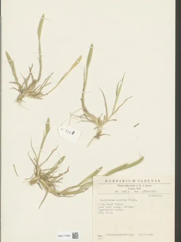 Rough nitgrass