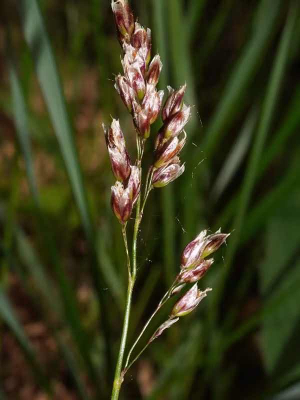 Southern sweetgrass