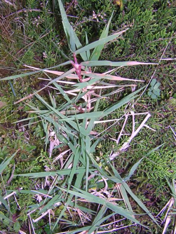 Holcus rigidus