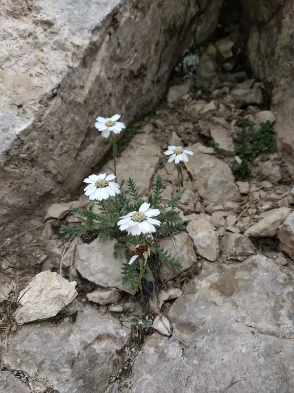 Achillea barrelieri