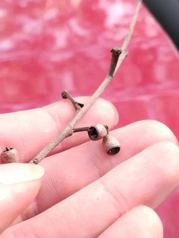 Eucalyptus saligna